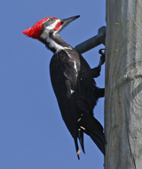 Pileated Woodpecker juvenile